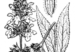 Nom original: Stachys palustris (n°2932)