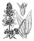Nom original: Stachys palustris (n°2932)