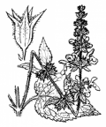 Nom original: Stachys sylvatica (n°2933)