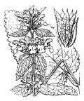 Nom original: Stachys alpina (n°2934)