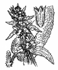 Nom original: Stachys germanica (n°2937)
