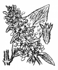 Nom original: Stachys lanata (n°2938)