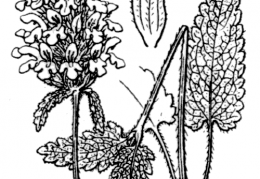 Nom original: Betonica officinalis (n°2941)