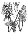 Nom original: Betonica officinalis (n°2941)
