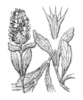 Nom original: Sideritis hyssopifolia (n°2952)