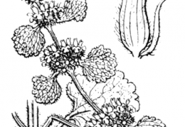 Nom original: Marrubium vulgare (n°2954)