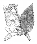 Nom original: Melittis melissophyllum (n°2956)