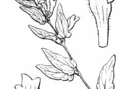 Nom original: Scutellaria galericulata (n°2957)