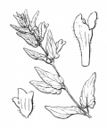 Nom original: Scutellaria galericulata (n°2957)