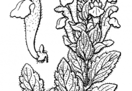 Nom original: Scutellaria alpina (n°2961)