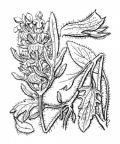 Nom original: Prunella alba (n°2963)