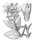 Nom original: Prunella grandiflora (n°2965)