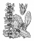 Nom original: Ajuga genevensis (n°2969)