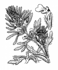 Nom original: Ajuga chamaepitys (n°2972)