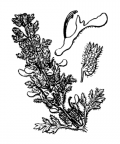 Nom original: Teucrium botrys (n°2974)