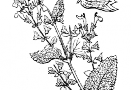 Nom original: Teucrium scorodonia (n°2979)