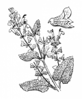 Nom original: Teucrium scorodonia (n°2979)