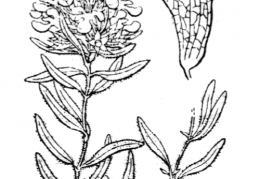 Nom original: Teucrium montanum (n°2985)
