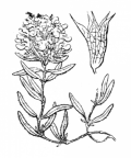 Nom original: Teucrium montanum (n°2985)