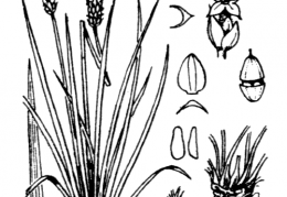 Nom original: Plantago alpina (n°3002)