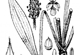Nom original: Plantago lanceolata (n°3010)