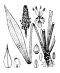 Nom original: Plantago lanceolata (n°3010)