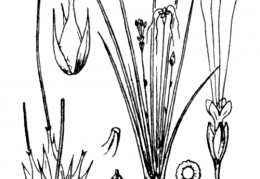 Nom original: Littorella lacustris (n°3014)
