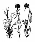 Nom original: Globularia bisnagarica (n°3059)