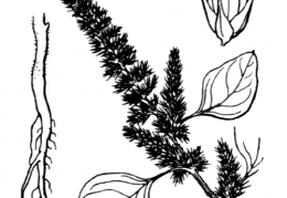 Nom original: Amaranthus patulus (n°3062)