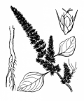 Nom original: Amaranthus patulus (n°3062)
