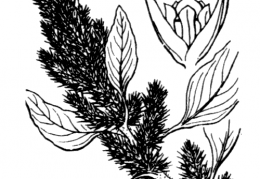 Nom original: Amaranthus retroflexus (n°3063)