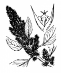 Nom original: Amaranthus retroflexus (n°3063)