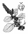 Nom original: Amaranthus blitum (n°3065)