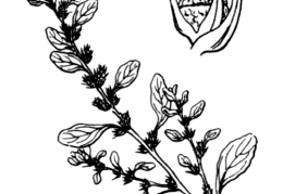 Nom original: Amaranthus albus (n°3067)