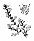 Nom original: Amaranthus albus (n°3067)