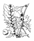 Nom original: Blitum virgatum (n°3085)