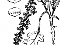 Nom original: Chenopodium botrys (n°3088)