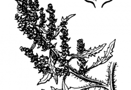 Nom original: Chenopodium anthelminthicum (n°3090)