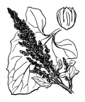 Nom original: Chenopodium bonus-henricus (n°3091)