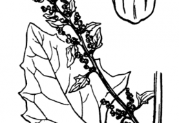 Nom original: Chenopodium rubrum (n°3092)