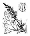 Nom original: Chenopodium rubrum (n°3092)