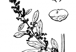 Nom original: Chenopodium polyspermum (n°3094)