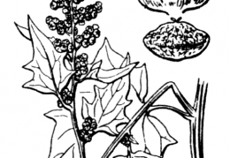 Nom original: Chenopodium hybridum (n°3095)