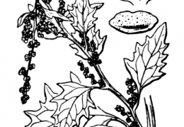 Nom original: Chenopodium urbicum (n°3096)