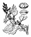 Nom original: Chenopodium murale (n°3097)