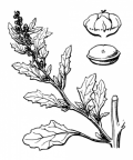Nom original: Chenopodium glaucum (n°3098)