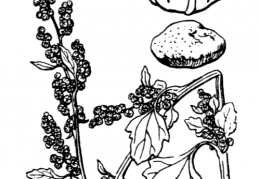 Nom original: Chenopodium opulifolium (n°3101)