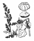 Nom original: Chenopodium opulifolium (n°3101)