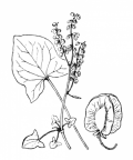 Nom original: Rumex scutatus (n°3119)