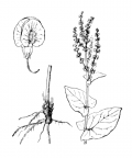 Nom original: Rumex arifolius (n°3121)